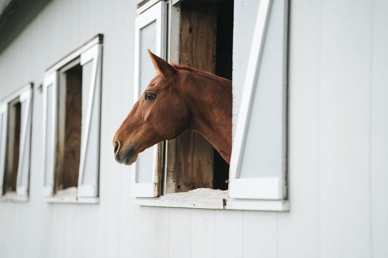 The Barn at Twin Oaks Ranch